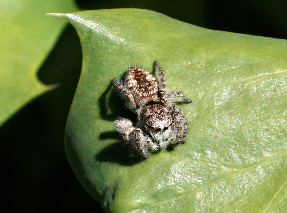 Philaeus chrysops - Lesmo (MB)